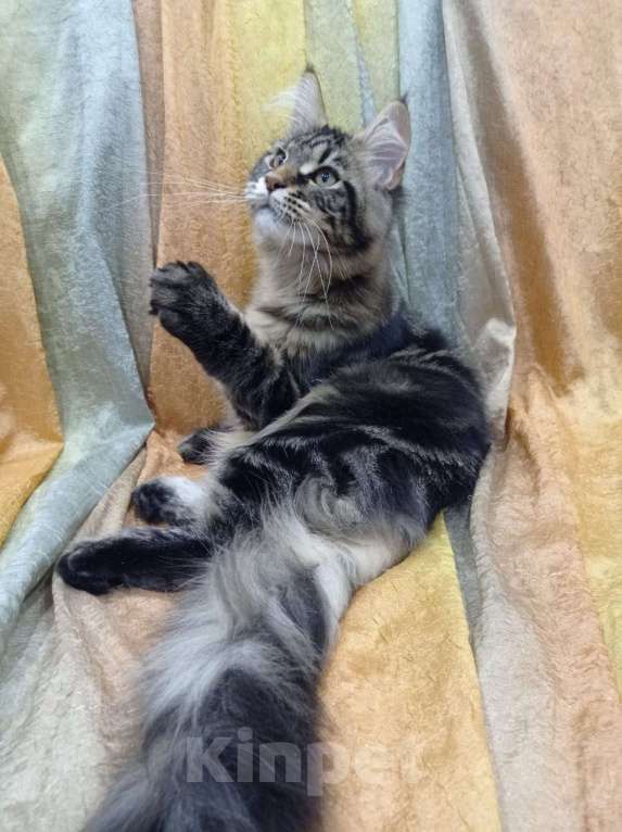 Кошки в Вичуге: Котенок мейн-кун Девочка, 15 000 руб. - фото 1