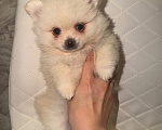 Собаки в Альметьевске: Померанский шпиц щенок Девочка, 42 000 руб. - фото 1