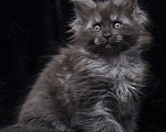 Кошки в Видном: Девочка мейн-кун черный дым Девочка, 95 000 руб. - фото 7