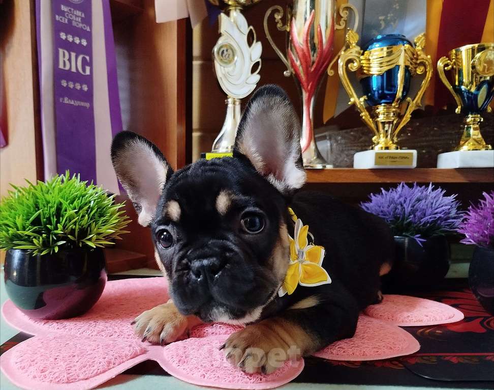 Собаки в Владимире: Девочка французский бульдог  Девочка, 80 000 руб. - фото 5