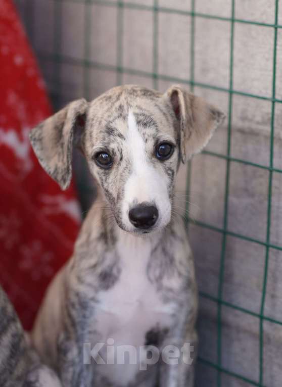 Собаки в Москве: Уиппет щенки Мальчик, Бесплатно - фото 4