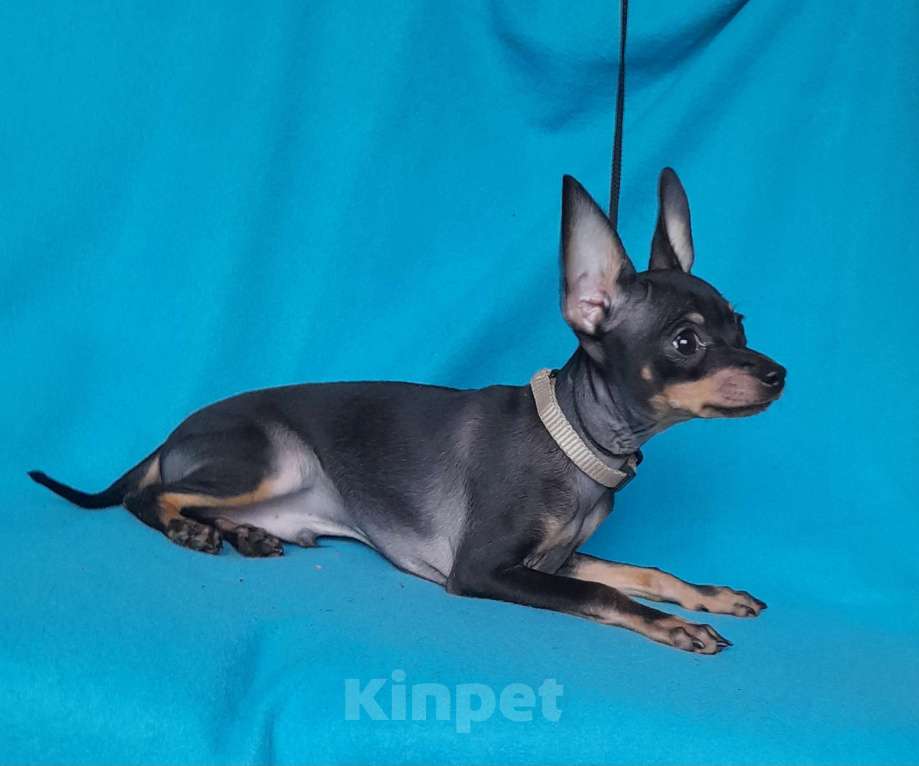 Собаки в Екатеринбурге: Русский той гладкошёрстный Мальчик, 25 000 руб. - фото 5