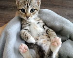 Кошки в Москве: Котенок девочка в добрые руки Девочка, Бесплатно - фото 3