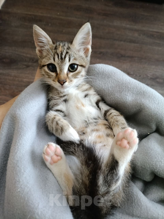 Кошки в Москве: Котенок девочка в добрые руки Девочка, Бесплатно - фото 3