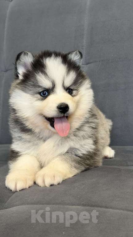 Собаки в Санкт-Петербурге: Девочка помски Девочка, 80 000 руб. - фото 3