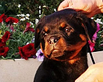 Собаки в Томске: Щенок ротвейлера с родословной Мальчик, 25 000 руб. - фото 1