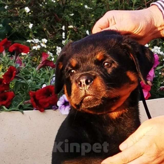 ROYAL CANIN корм для щенков Rottweiler Puppy