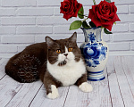 Кошки в Санкт-Петербурге: Британская кошечка с котёнкиной душой - шоколадный биколор Девочка, 7 000 руб. - фото 3