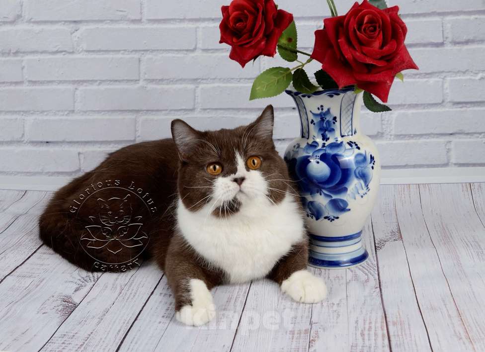 Кошки в Санкт-Петербурге: Британская кошечка с котёнкиной душой - шоколадный биколор Девочка, 6 000 руб. - фото 3