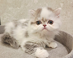 Кошки в Ярославле: Шотландская длинношерстная девочка Девочка, 35 000 руб. - фото 9