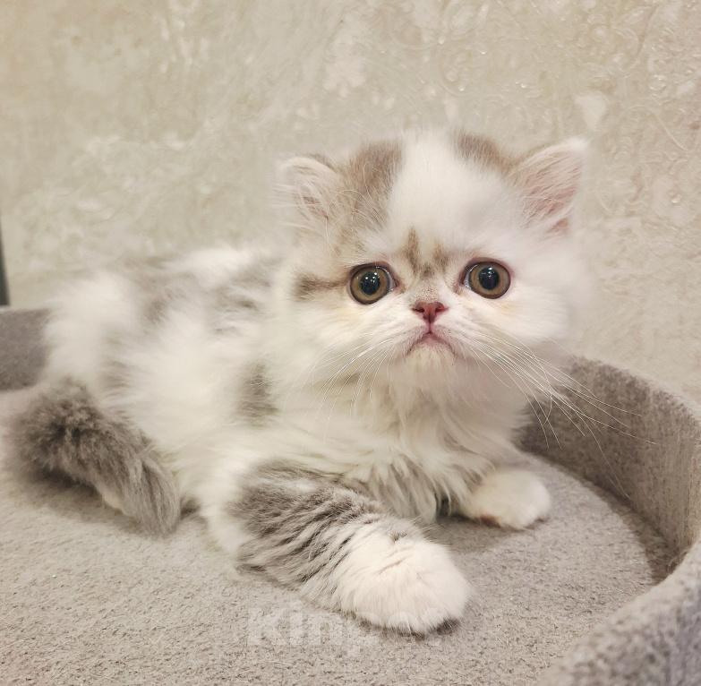 Кошки в Ярославле: Шотландская длинношерстная девочка Девочка, 35 000 руб. - фото 9