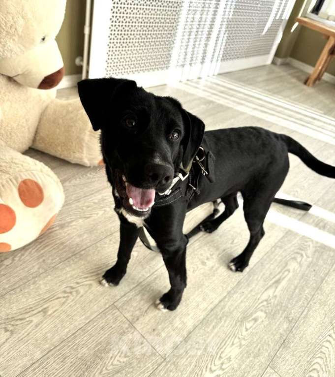 Собаки в Москве: Щенок бесплатно в Москве Мальчик, Бесплатно - фото 4