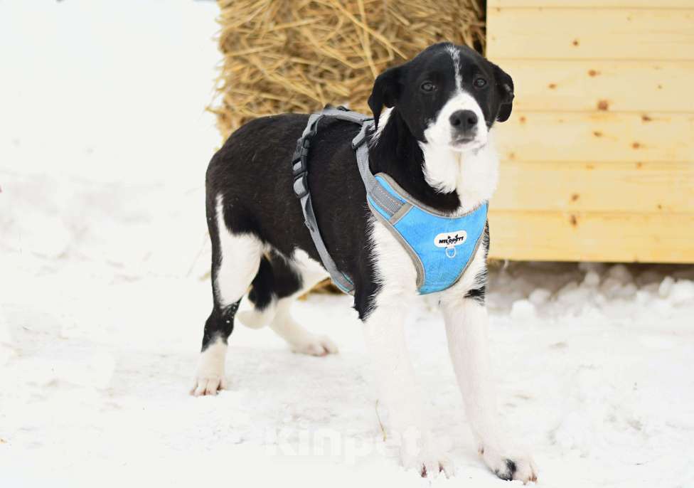 Собаки в Москве: Норд ищет семью Мальчик, Бесплатно - фото 2