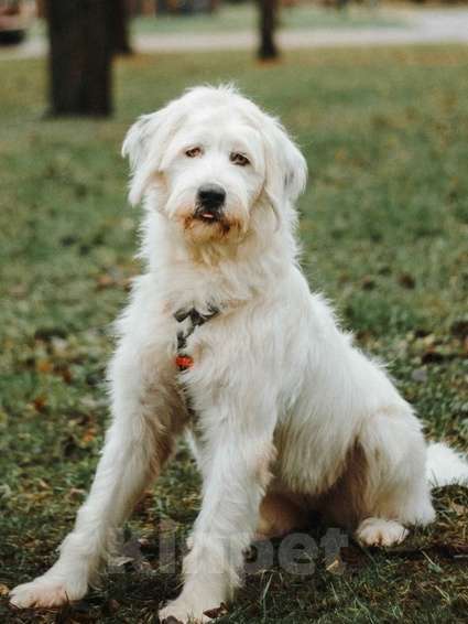 Собаки в Москве: Белая собака Шая с человеческими глазами в дар Девочка, 1 руб. - фото 1