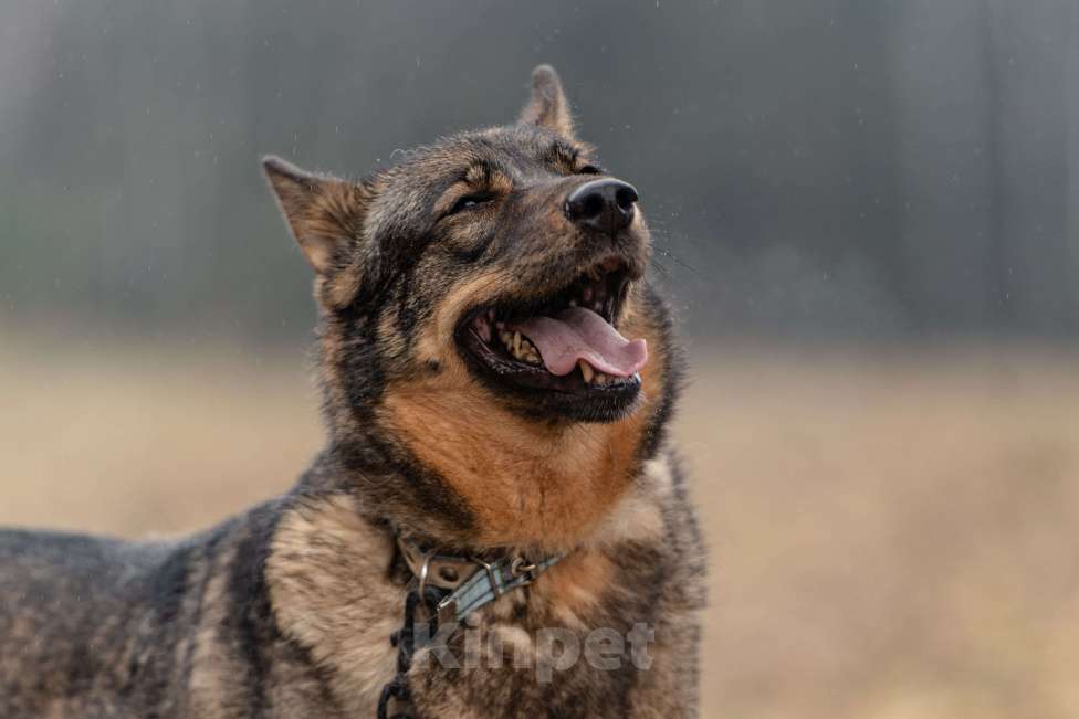 Собаки в Клине: Альма — задорная собачка Девочка, Бесплатно - фото 5