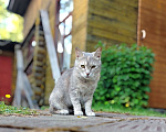 Кошки в других городах Ленинградской области: Кошечка Дюльсинея нуждается в доме Девочка, Бесплатно - фото 8