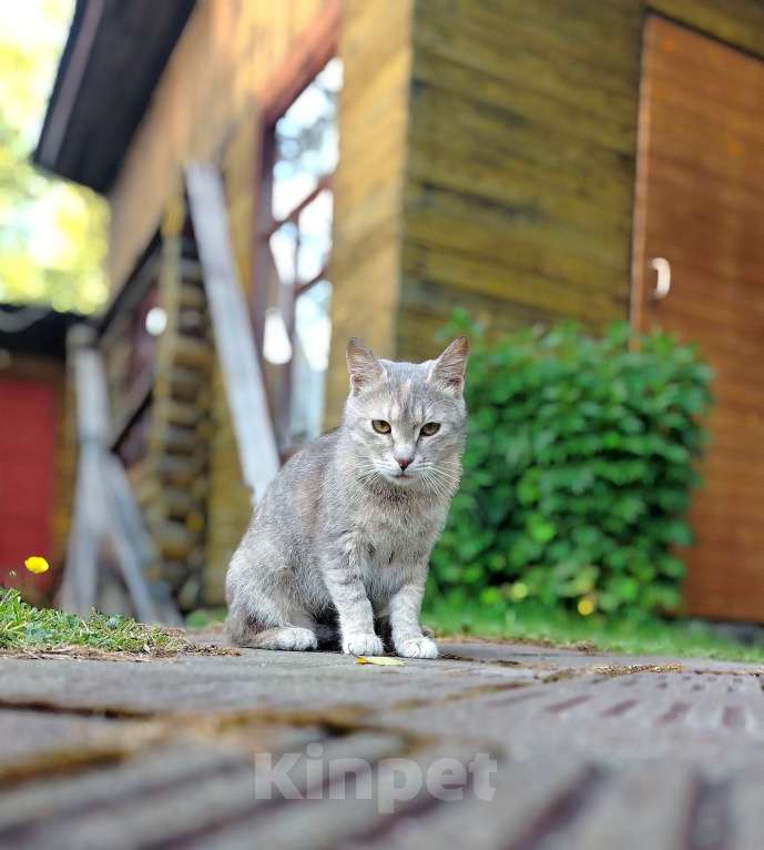 Кошки в других городах Ленинградской области: Кошечка Дюльсинея нуждается в доме Девочка, Бесплатно - фото 8