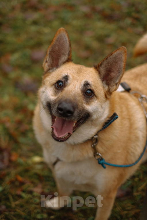 Собаки в Санкт-Петербурге: Собаки из приюта: смышлёная Катрин Девочка, Бесплатно - фото 1