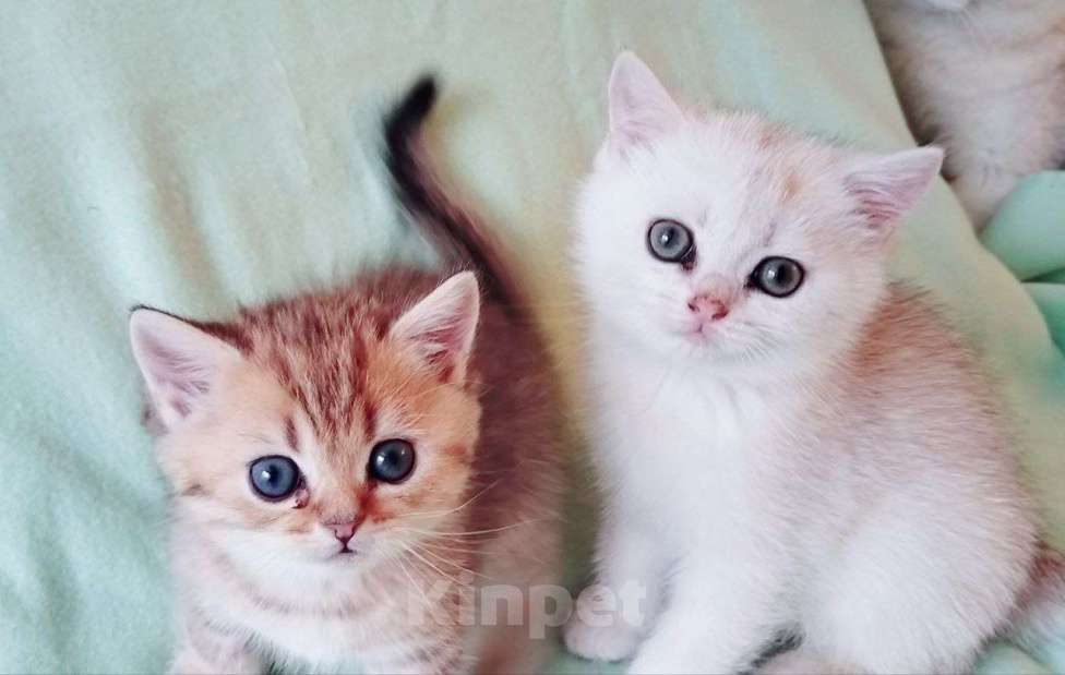 Кошки в Москве: Британские короткошёрстные котята шиншиллы Разнополые, 15 000 руб. - фото 10