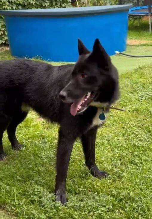 Собаки в Балашихе: Потеряна собака Мальчик, Бесплатно - фото 2