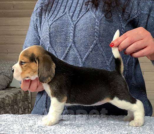 Собаки в Сочи: Щенки бигля Разнополые, 50 000 руб. - фото 6