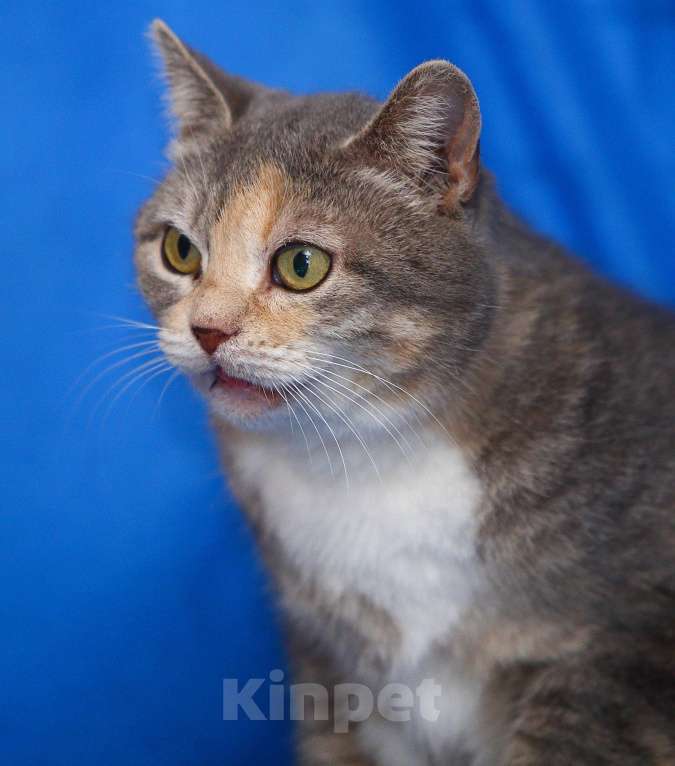 Кошки в Москве: Космическая кошка Девочка, Бесплатно - фото 4