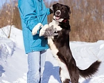 Собаки в Москве: Галактика ищет любящую семью Девочка, Бесплатно - фото 5