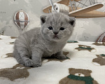 Кошки в Санкт-Петербурге: Британская голубая девочка Девочка, 35 000 руб. - фото 1