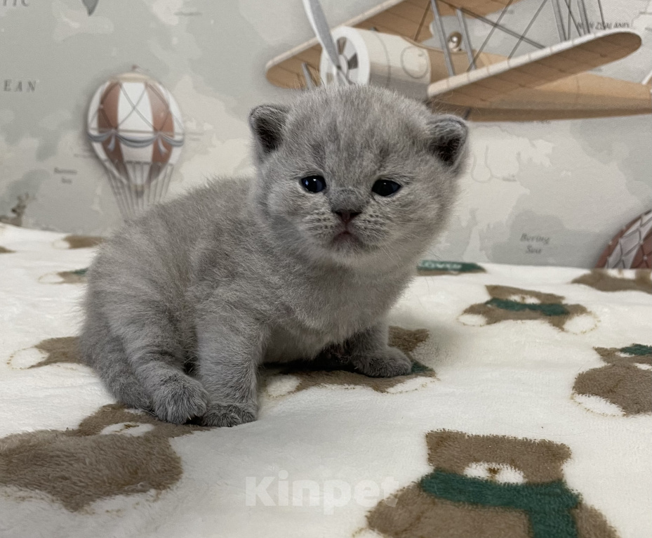 Кошки в Санкт-Петербурге: Британская голубая девочка Девочка, 35 000 руб. - фото 1