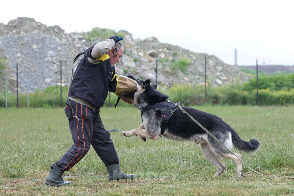 Собаки в других городах Краснодарского края: Восточноевропейская овчарка Девочка, 45 000 руб. - фото 2