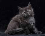 Кошки в Видном: Кот мейн-кун черный дым Мальчик, 95 000 руб. - фото 7