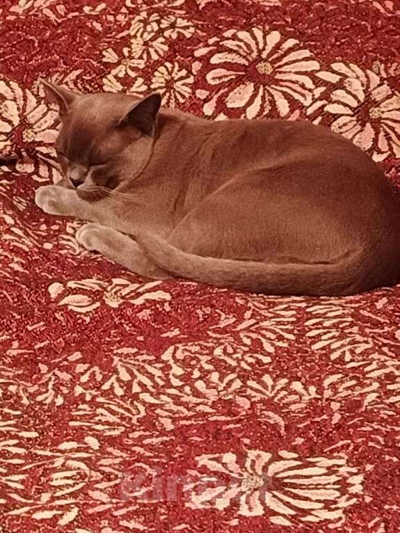 Кошки в Москве: Голубой бурманский котенок Мальчик, 1 000 руб. - фото 6