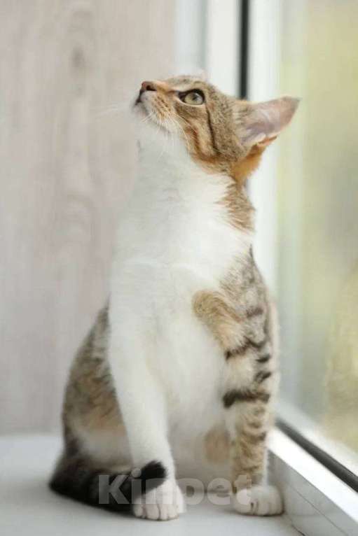 Кошки в Москве: котенок Максик ещет дом Мальчик, Бесплатно - фото 1