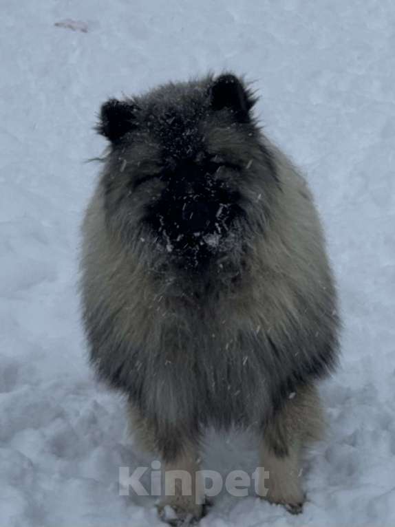 Собаки в Москве: Терри-Мак Из Воронцовского Дворца  Мальчик, 70 000 руб. - фото 1