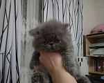 Кошки в Сельце: Голубой персидский котёнок, 24 998 руб. - фото 1