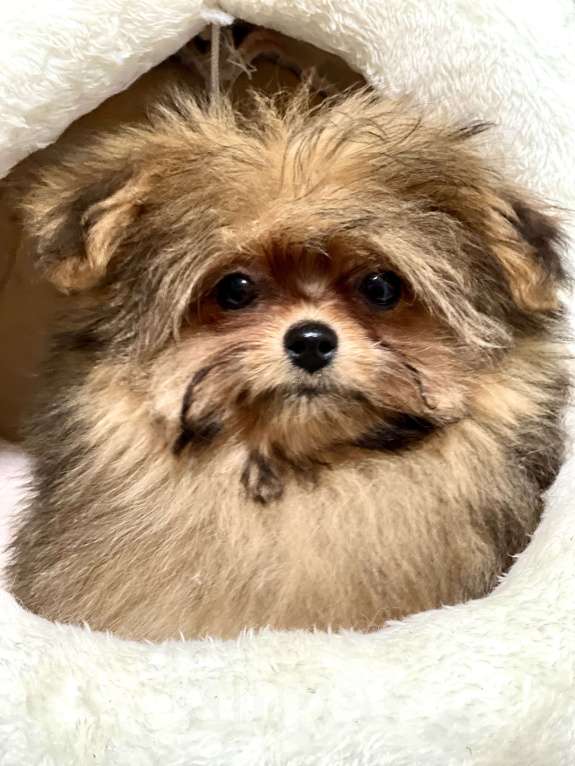 Собаки в Москве: Помапу девочка соболиная Девочка, 45 000 руб. - фото 4