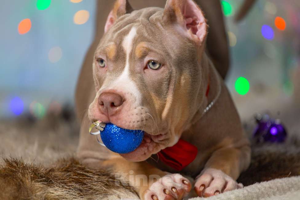 Собаки в Москве: Американский булли классик  Девочка, 150 000 руб. - фото 2