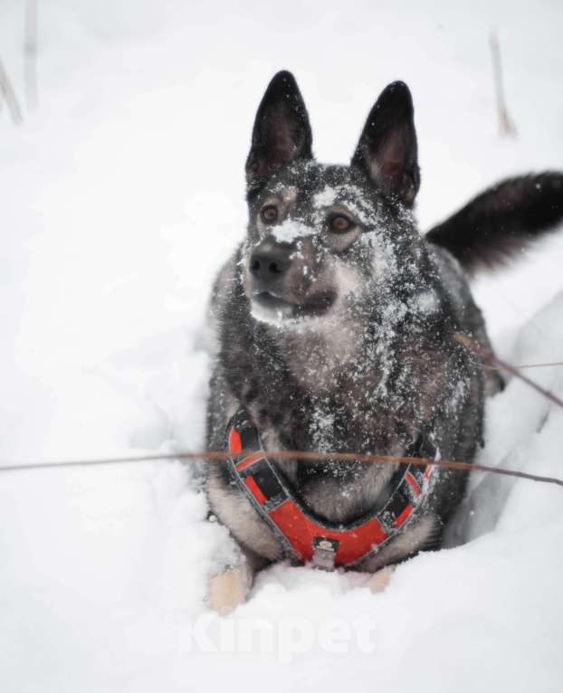 Собаки в Москве: Собака в добрые руки Мальчик, Бесплатно - фото 3