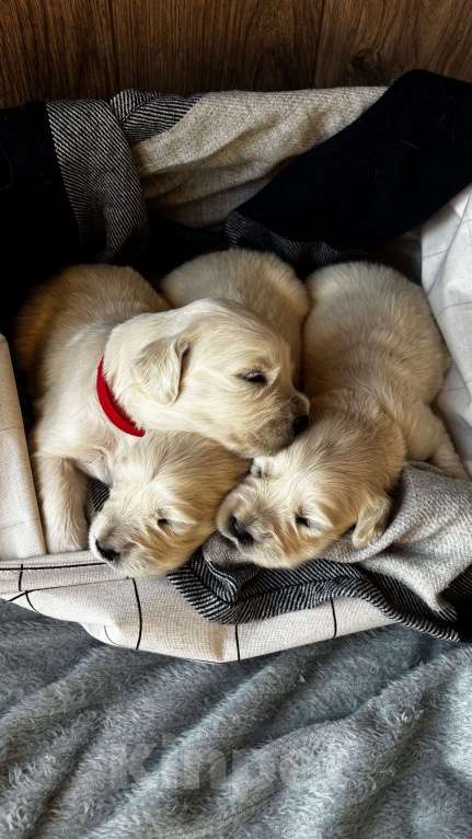 Собаки в Москве: Щенки золотистого ретривера Мальчик, 100 000 руб. - фото 2