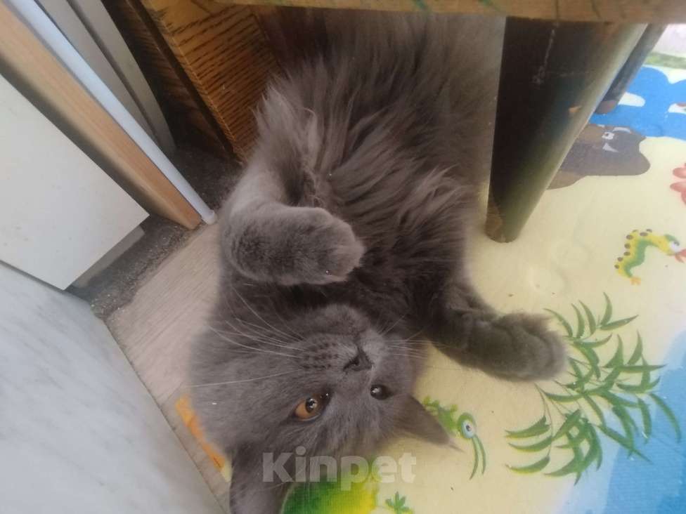 Кошки в Москве: Котёнок  Мальчик, Бесплатно - фото 6