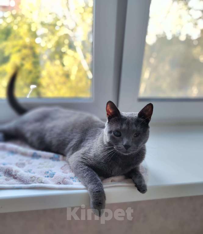 Кошки в Москве: Кошка в добрые руки  Девочка, Бесплатно - фото 7