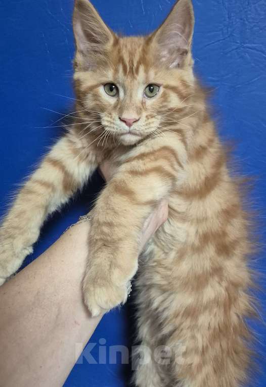 Кошки в Москве: Мейкуны котята  Девочка, 120 руб. - фото 3