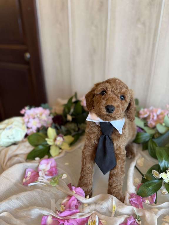 Собаки в других городах Московской области: Австралийский лабрадудль Мальчик, 150 000 руб. - фото 1