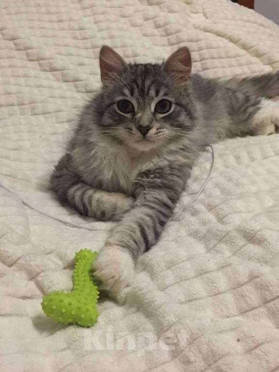 Кошки в Москве: Серебристая красавица Фиона в добрые руки Девочка, Бесплатно - фото 2