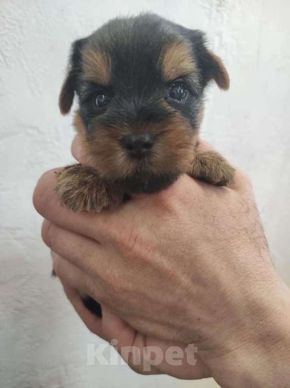 Собаки в Жигулевске: Мальчик Йоркширского терьера стандарт Мальчик, 28 000 руб. - фото 3