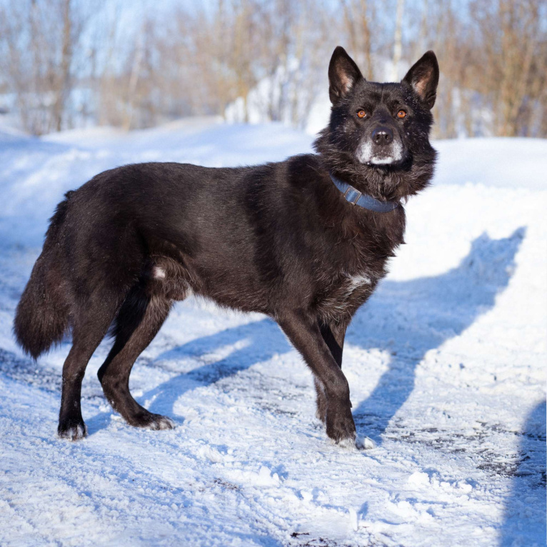 Собаки в Москве: Гаспар, 3 года. Ласковый, послушный пёс в муниципальном приюте. Мальчик, Бесплатно - фото 6