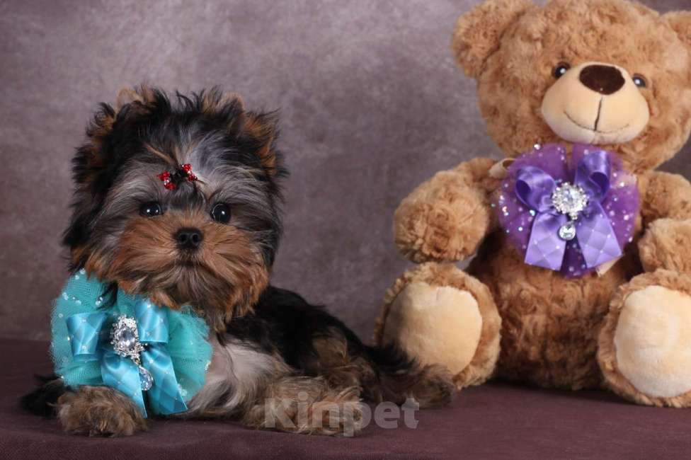 Собаки в Москве: Йоркширский терьер курносый красавец Оливер РКФ. Мальчик, 55 000 руб. - фото 7