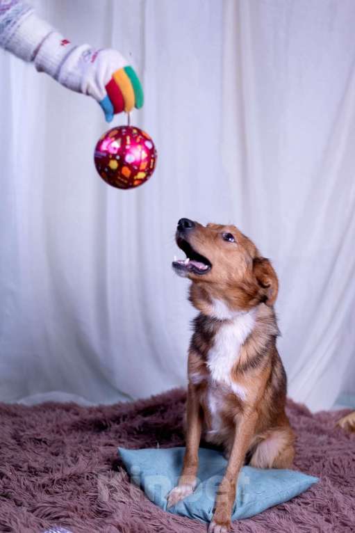 Собаки в других городах Московской области: Коржик в добрые руки Мальчик, Бесплатно - фото 4