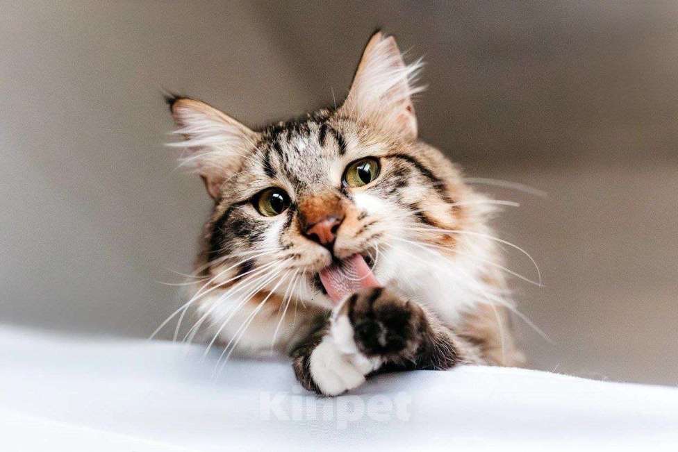 Кошки в Москве: Кот Кемер ищет дом Мальчик, Бесплатно - фото 7