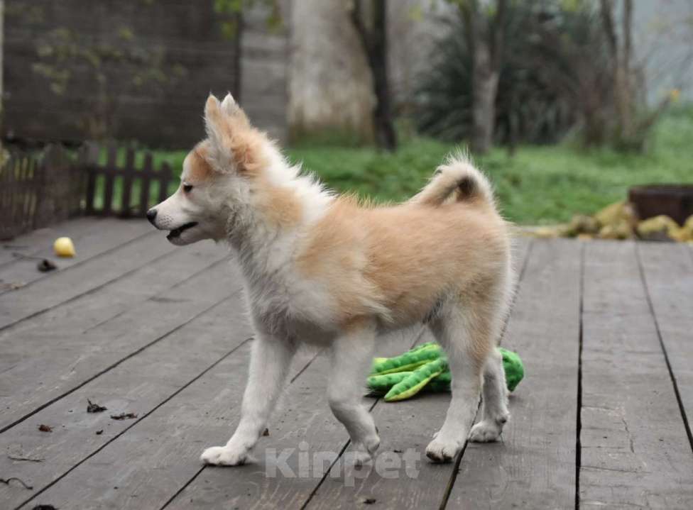 Собаки в Москве: Ненецкая оленегонная лайка, кобель Жгучий перчик.  Мальчик, 60 000 руб. - фото 7